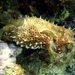 Bridled Burrfish - Photo (c) Harm Ormel, all rights reserved, uploaded by Harm Ormel