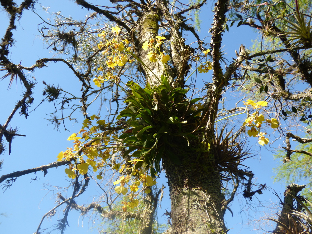 Gomesa Bifolia From Área De Manejo De Hábitats Y O Especies Esteros Y 