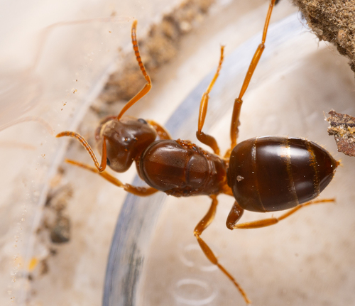 Lasius speculiventrisLasius speculiventris