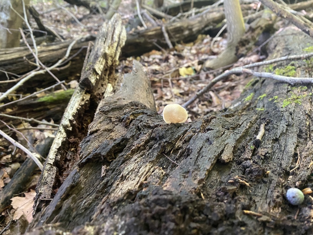 Saffron Crep from Nashville, IN, US on August 16, 2023 at 1040 AM by Julie Logterman · iNaturalist