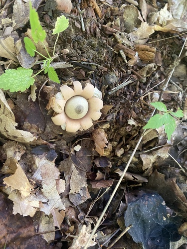 Geastrum