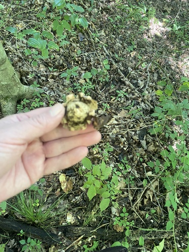 Geastrum (Photo 2 of 3)