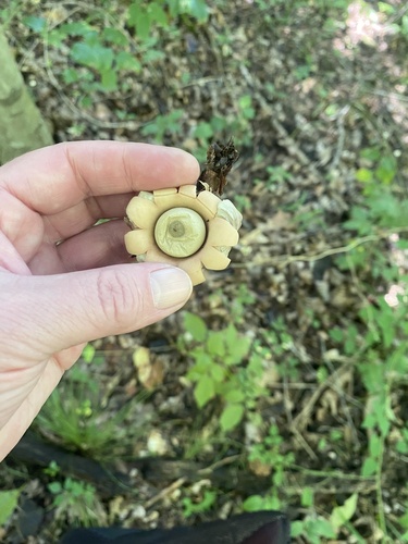 Geastrum (Photo 3 of 3)