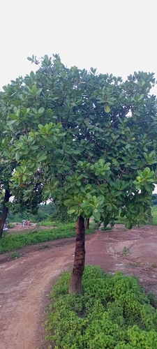 cashew