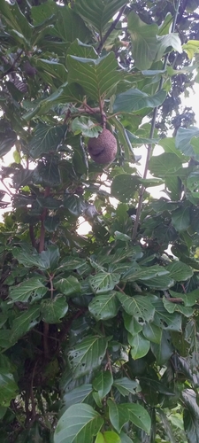 African peach
