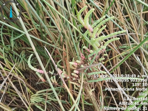 South American Glasswort