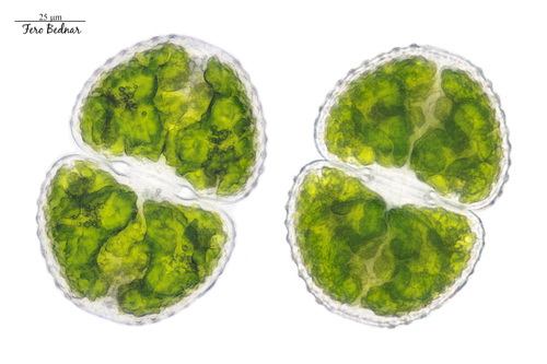 Cosmarium