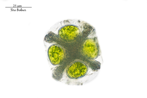 Gloeotaenium