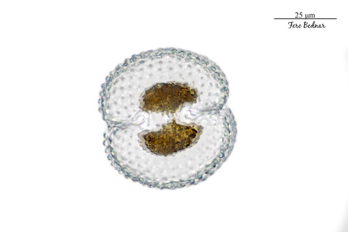 Cosmarium reniforme