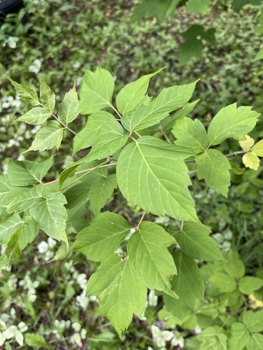 box elder