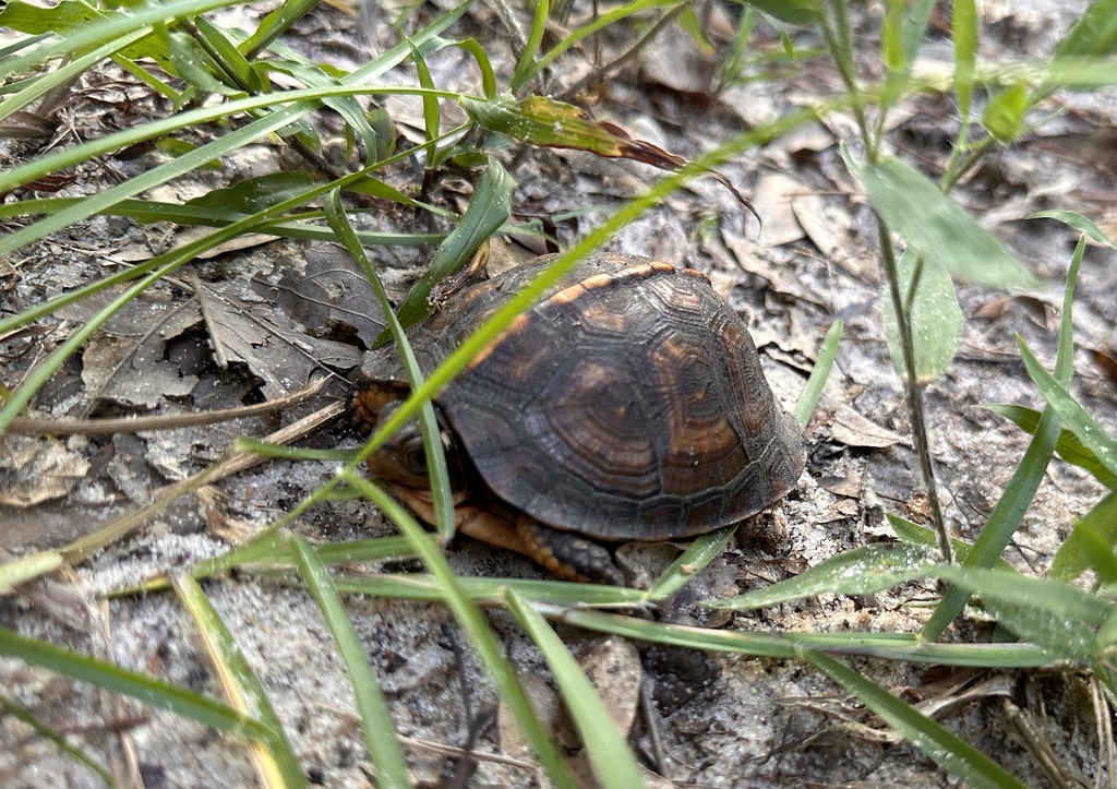 Gulf Coast Box Turtle in August 2023 by arenicola · iNaturalist