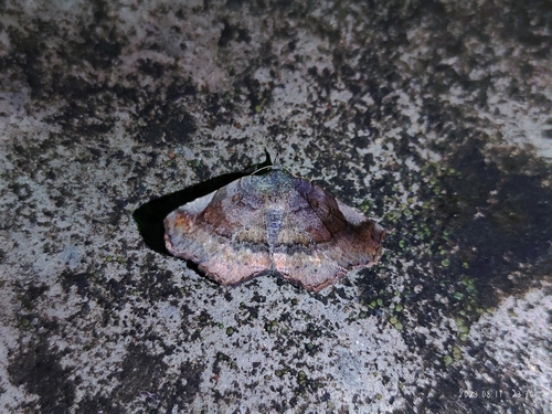 Pangrapta curtalis