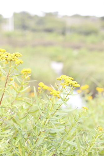Contrayerba (Flaveria angustifolia)