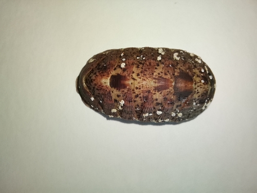 Albrecht's chiton