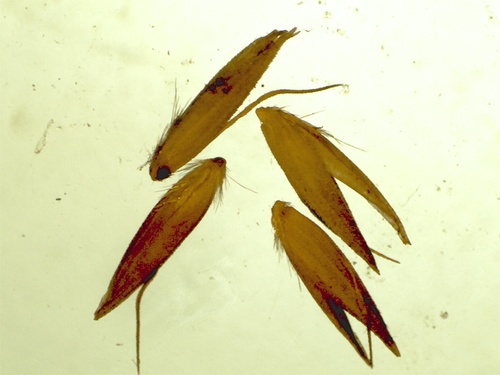 Pickering's reedgrass (Calamagrostis pickeringii)