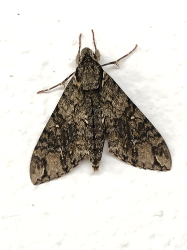 Panogena lingens