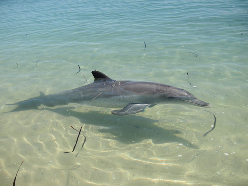Indo-Pacific Bottlenose Dolphin