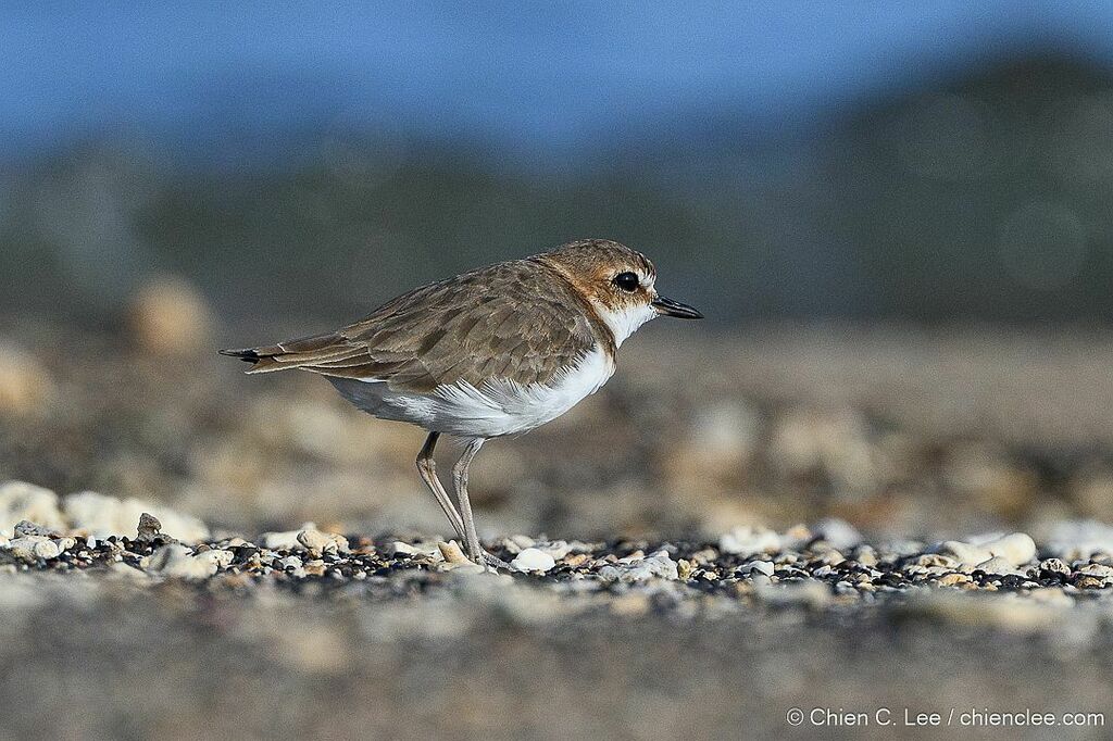 Javan Plover photo