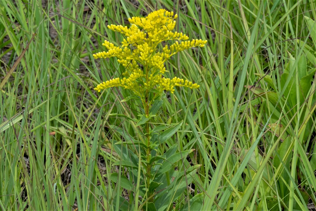 Missouri goldenrod from Lancaster County, NE, USA on July 19, 2023 at ...