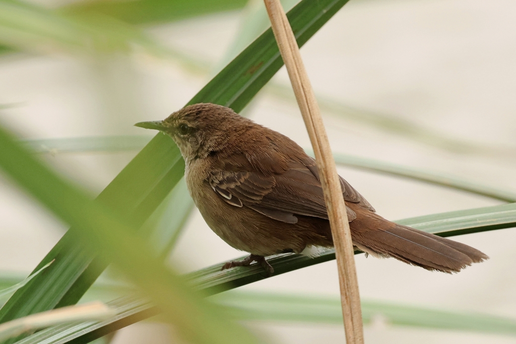 Highland Rush Warbler photo