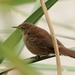 Highland Rush Warbler - Photo (c) Tiago Guerreiro, all rights reserved, uploaded by Tiago Guerreiro