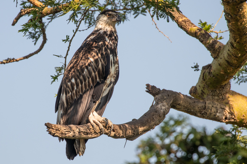 African Fish-Eagle