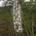 Holothrix longiflora - Photo (c) carolineconradie, todos los derechos reservados