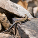 Gail's Eyelid Skink - Photo (c) zeniazhang, all rights reserved, uploaded by zeniazhang