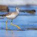 Greater Yellowlegs - Photo (c) Javier Chiavone, all rights reserved, uploaded by Javier Chiavone