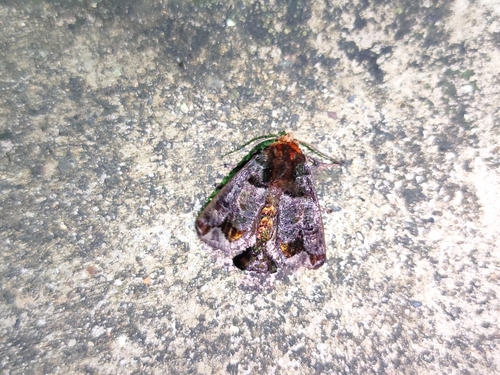 Phlossa conjuncta
