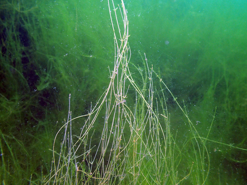 Chara filiformis