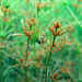 Charophyceae - Photo (c) silkeoldorff, all rights reserved, uploaded by silkeoldorff