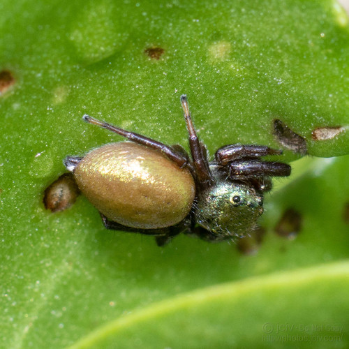 Messua limbata