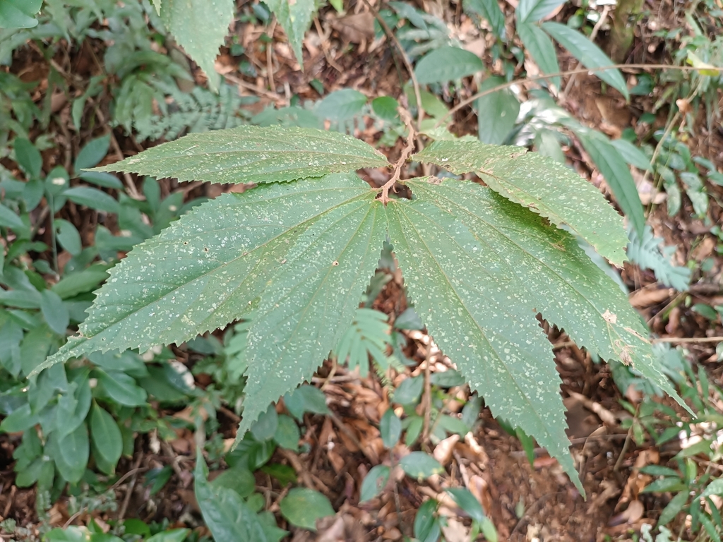 calabur tree from Vila Muriqui, Mangaratiba - RJ, Brasil on August 21 ...