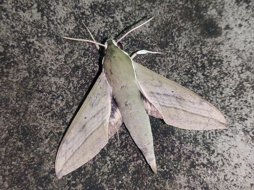 Common Hunter Hawkmoth