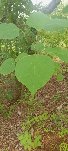Kashmir tree