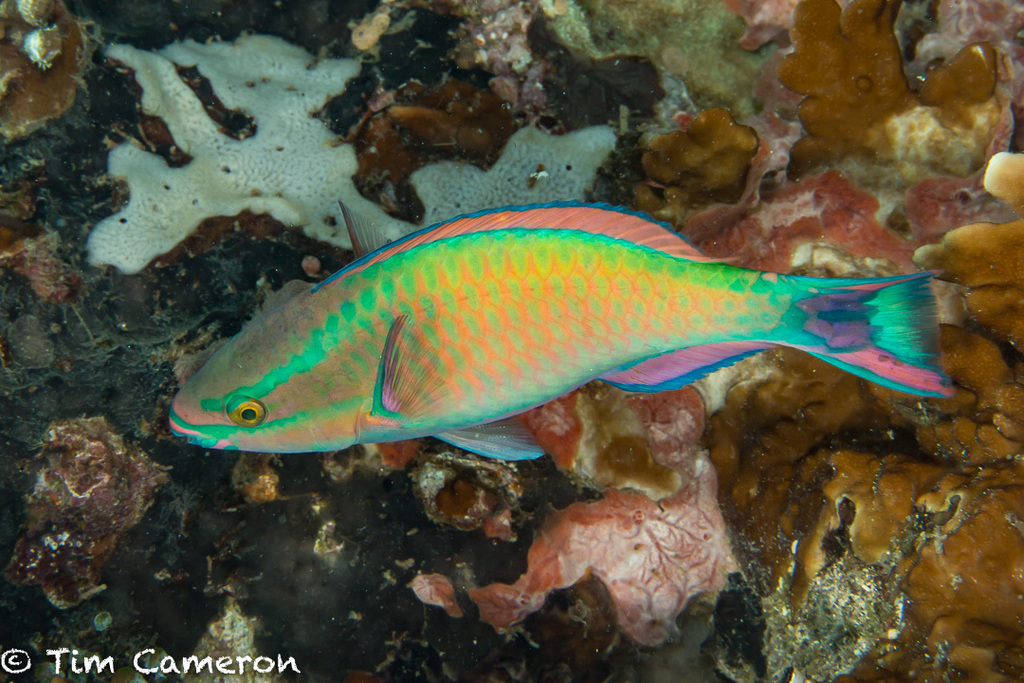 Parrotfish