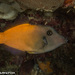 Blackheaded Filefish - Photo (c) Tim Cameron, all rights reserved, uploaded by Tim Cameron