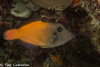Blackheaded Filefish - Photo (c) Tim Cameron, all rights reserved, uploaded by Tim Cameron