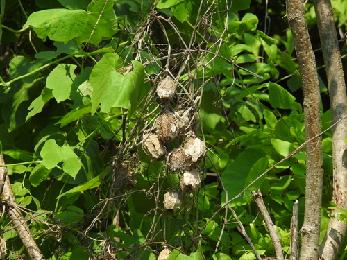 sponge cucumber (Luffa operculata)