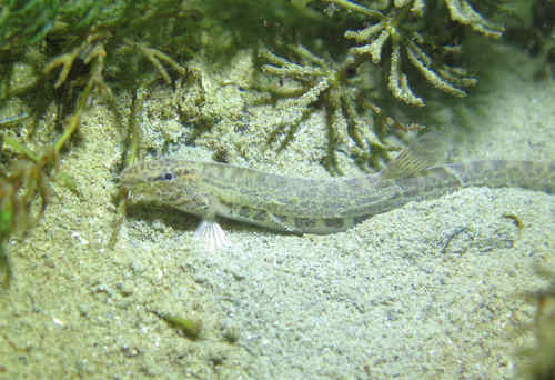 Spined Loach