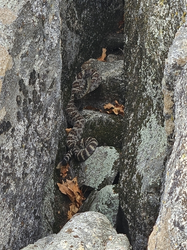 iNaturalist observation photo of Northern Pacific Rattlesnake