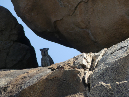 Rock Hyrax