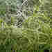 Chara subspinosa - Photo (c) silkeoldorff, todos los derechos reservados, subido por silkeoldorff