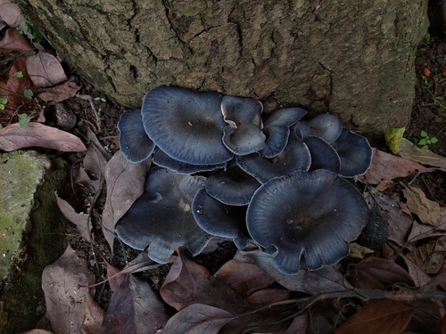 Mexican Blue Jack o' Lantern