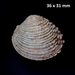 Warty Venus Clam - Photo (c) Stefan Pav, all rights reserved, uploaded by Stefan Pav