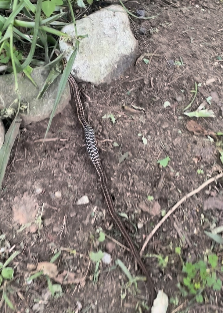 Common Garter Snake from Jamaica State Park, Jamaica, VT, US on August ...