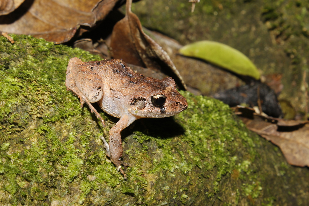 Craugastor rhodopis from Berriozábal, Chis., México on March 20, 2015 ...