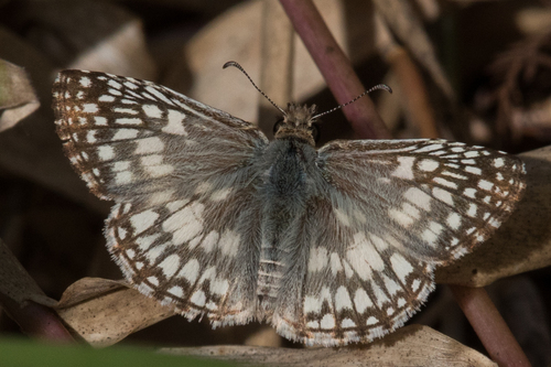Tropical Checkered-Skipper