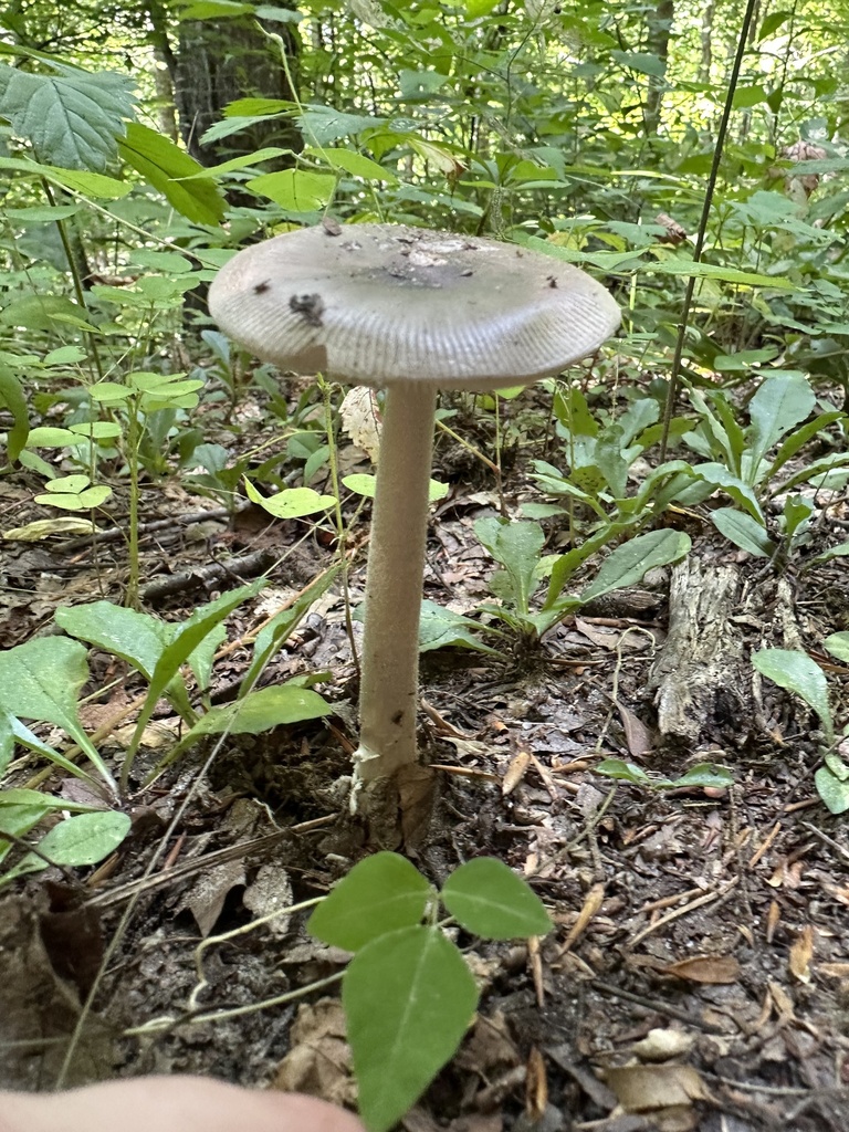 grisette from Pisgah National Forest, Barnardsville, NC, US on August ...